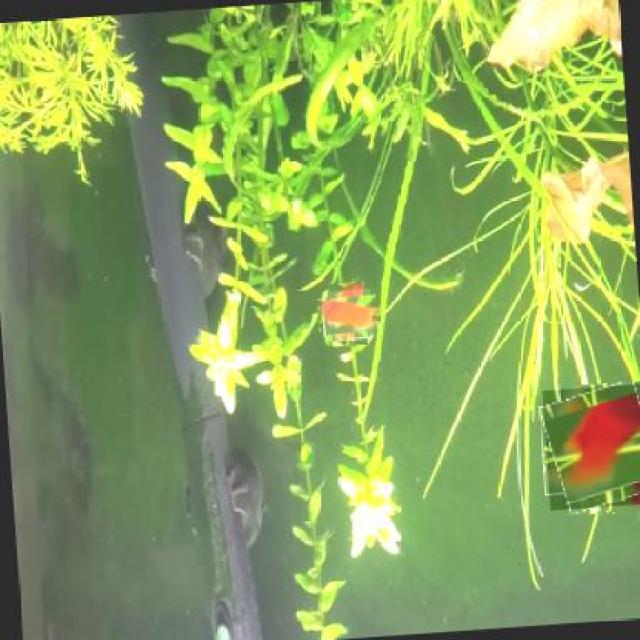 Dataset Image
