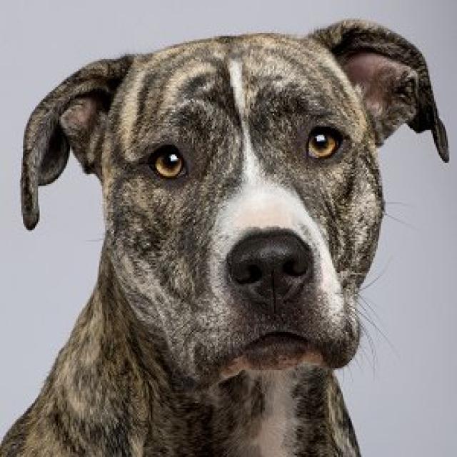 Dataset Image
